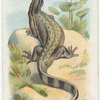 Lizard.