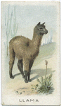 Llama.