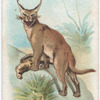 Lynx.