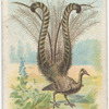 Lyre bird.