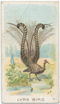Lyre bird.