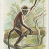 Monkey.
