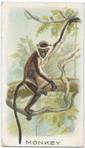 Monkey.