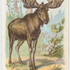 Moose.