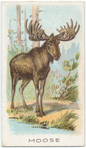Moose.