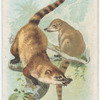 Marica or Brown Coati.