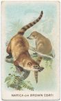 Marica or Brown Coati.