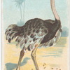 Ostrich.