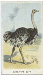 Ostrich.