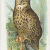 Owl.