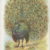Peacock.