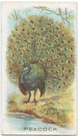 Peacock.