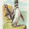 Penguins.