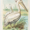 Pelicans.