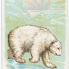 Polar Bear.