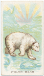 Polar Bear.