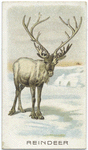 Reindeer.