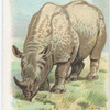 Rhinoceros.