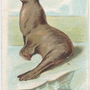 Sea Lion.