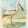 Spoonbill.