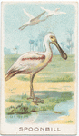 Spoonbill.
