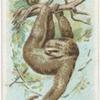 Three-toed Sloth.