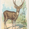 Stag.
