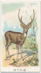 Stag.