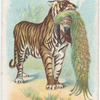 Tiger.