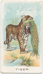 Tiger.
