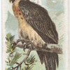 Vulture.