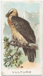 Vulture.
