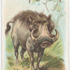 Wild Boar.