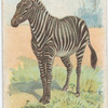 Zebra.