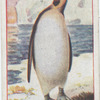 Penguin.