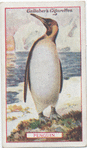 Penguin.