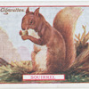 Squirrel.