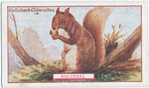 Squirrel.