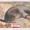 Mole.