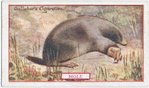 Mole.