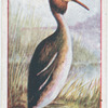 Grebe.
