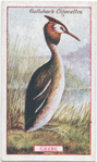 Grebe.