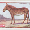 Zebra.