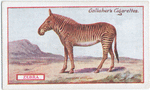 Zebra.