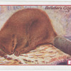 Beaver.