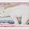 Polar Bear.