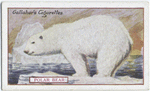 Polar Bear.