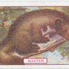 Marten.