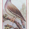 Dove.