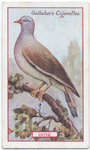 Dove.